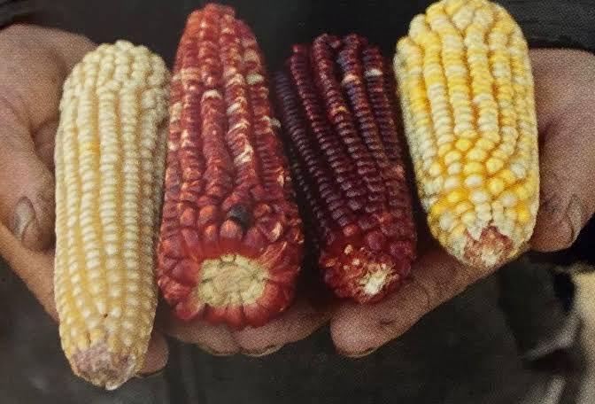 Rescate del maíz criollo