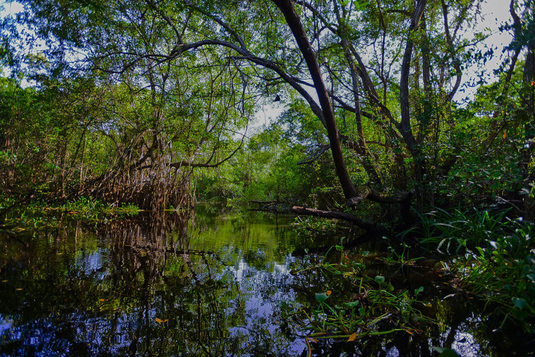 Reserva de la Biosfera Pantanos de Centla: Joya Natural