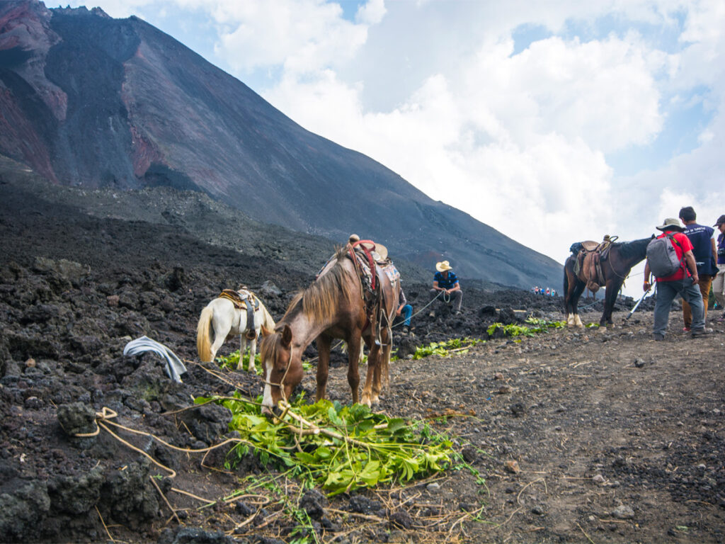 Expedición geológica al volcán Pacaya: ascenso, tectónica y lavas basálticas.

