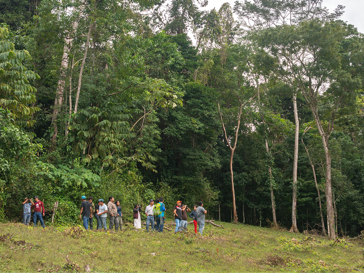 Curso Botánica Básica: Fundamentos para la identificación de la flora mexicana