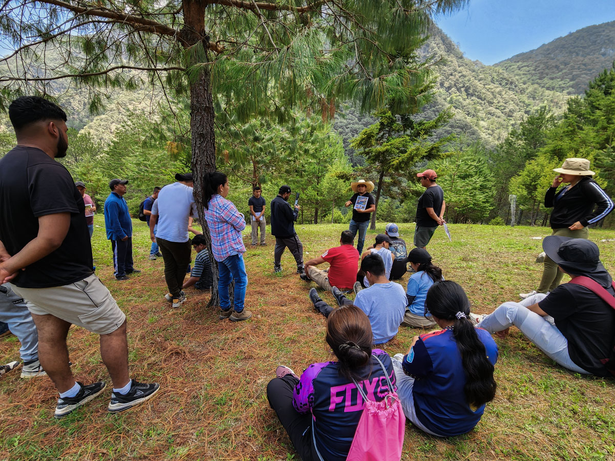 Curso Botánica de Pinos: fundamentos científicos para la identificación de Pinos