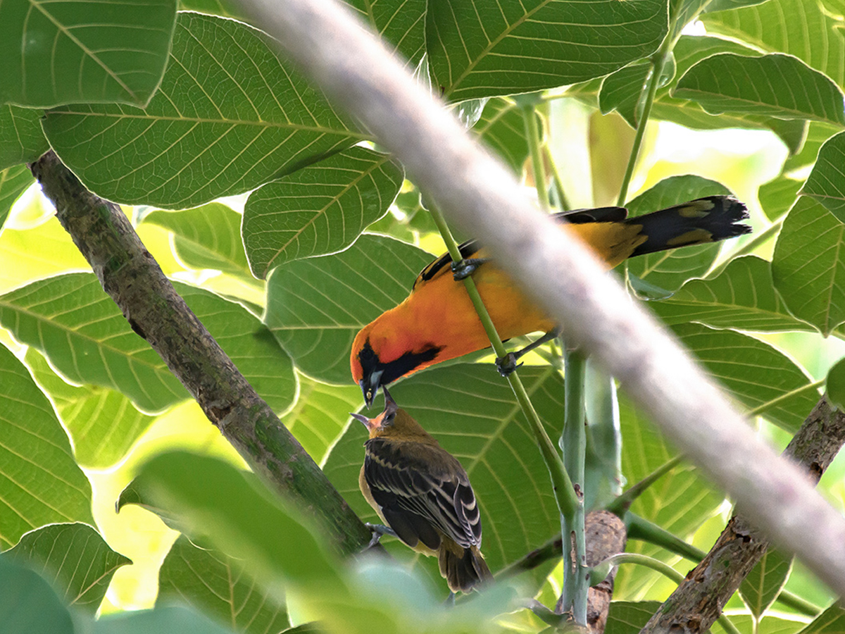 Curso de Ornitología Básica en México: aprende a identificar aves con certificado oficial